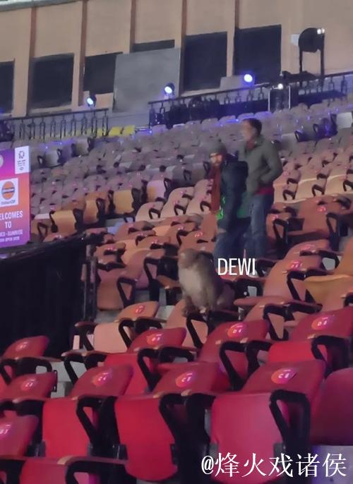 意外！印度羽毛球公开赛观众席惊现猴子闯入